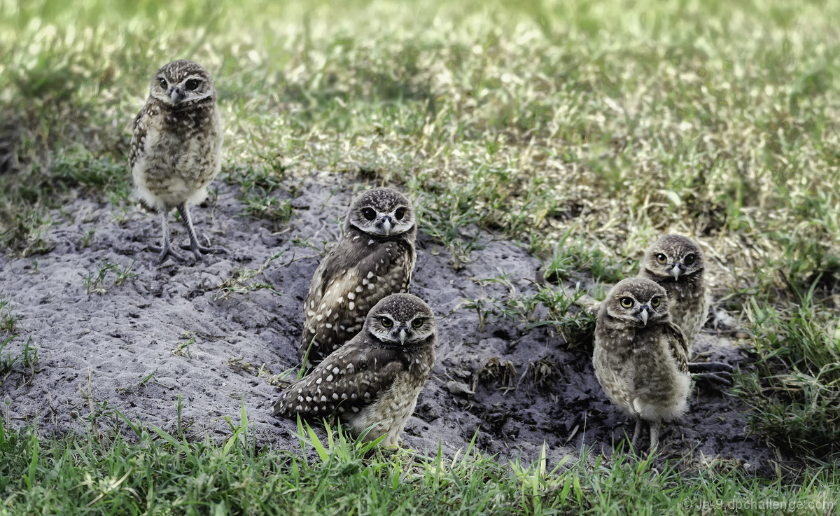 Baby Burrowing Owls