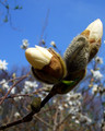 Buds, Blue sky, & Branches