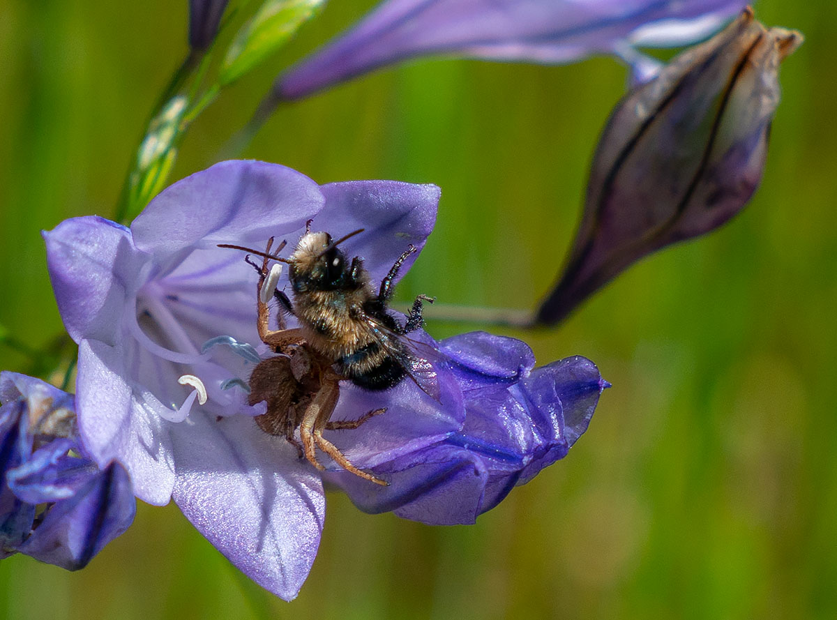 The Bee and the Spider