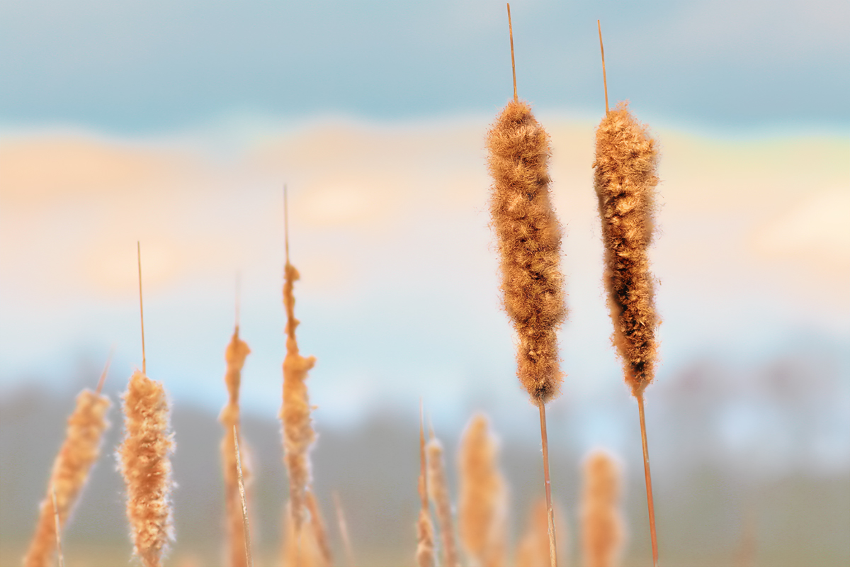 bulrushes