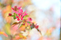 We Went to See the Trees in Bloom