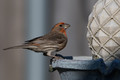 Male House Finch