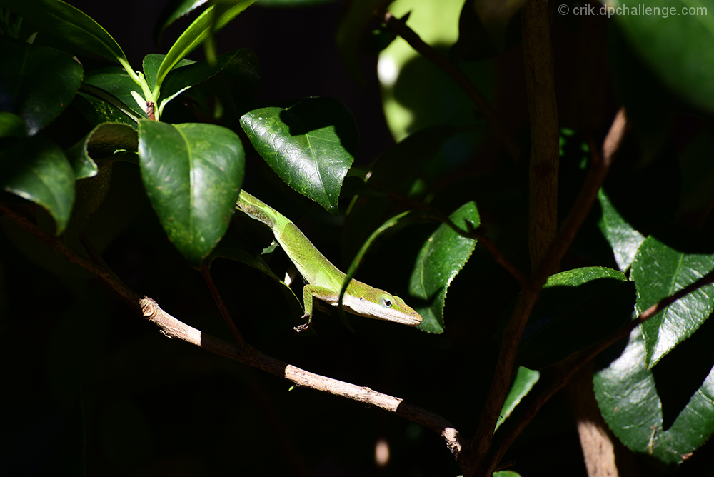 Looking for Lunch in the Camelias