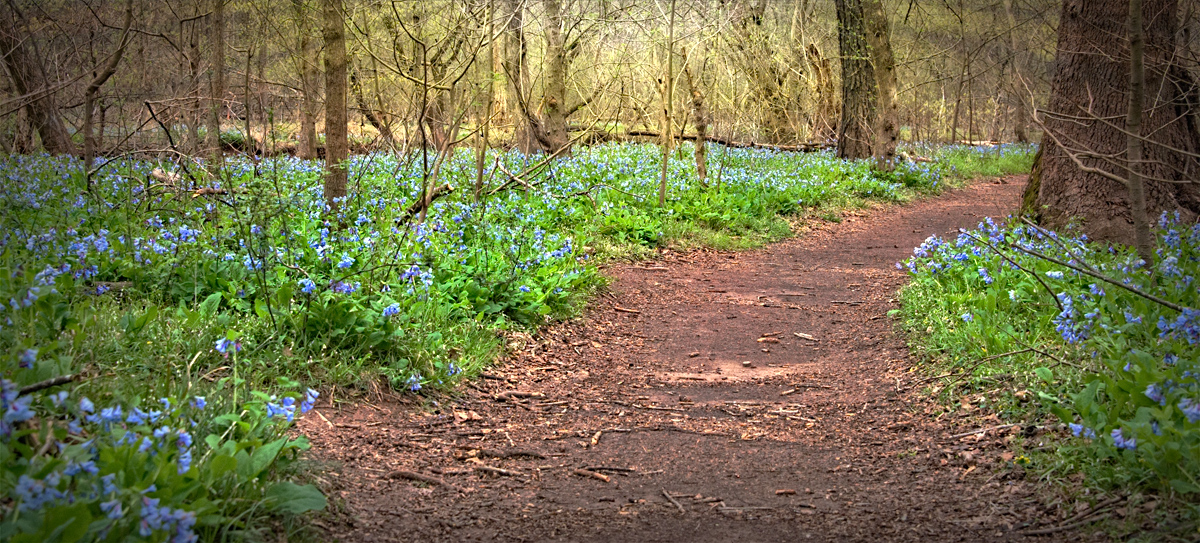 God writes the gospel not in the Bible alone, but on trees and flowers ...  Martin Luther