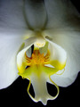 White Orchid