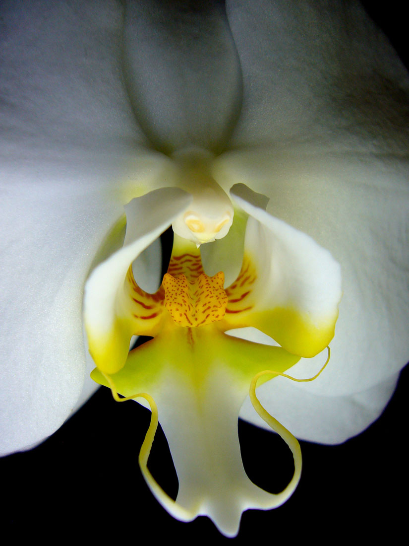 White Orchid