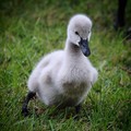 Cygnet