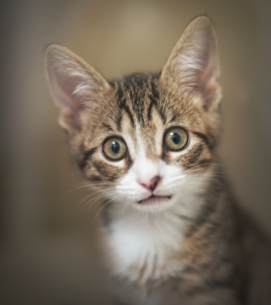 Portrait of a Kitten