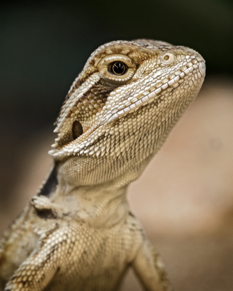 baby bearded dragon