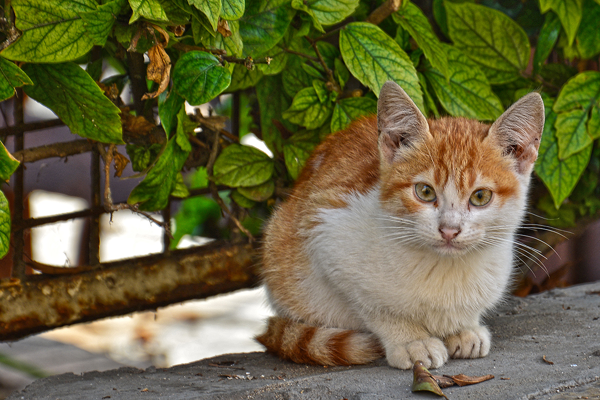 Le chaton