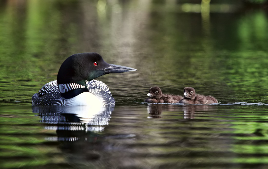 A Mother's Watchful Eye