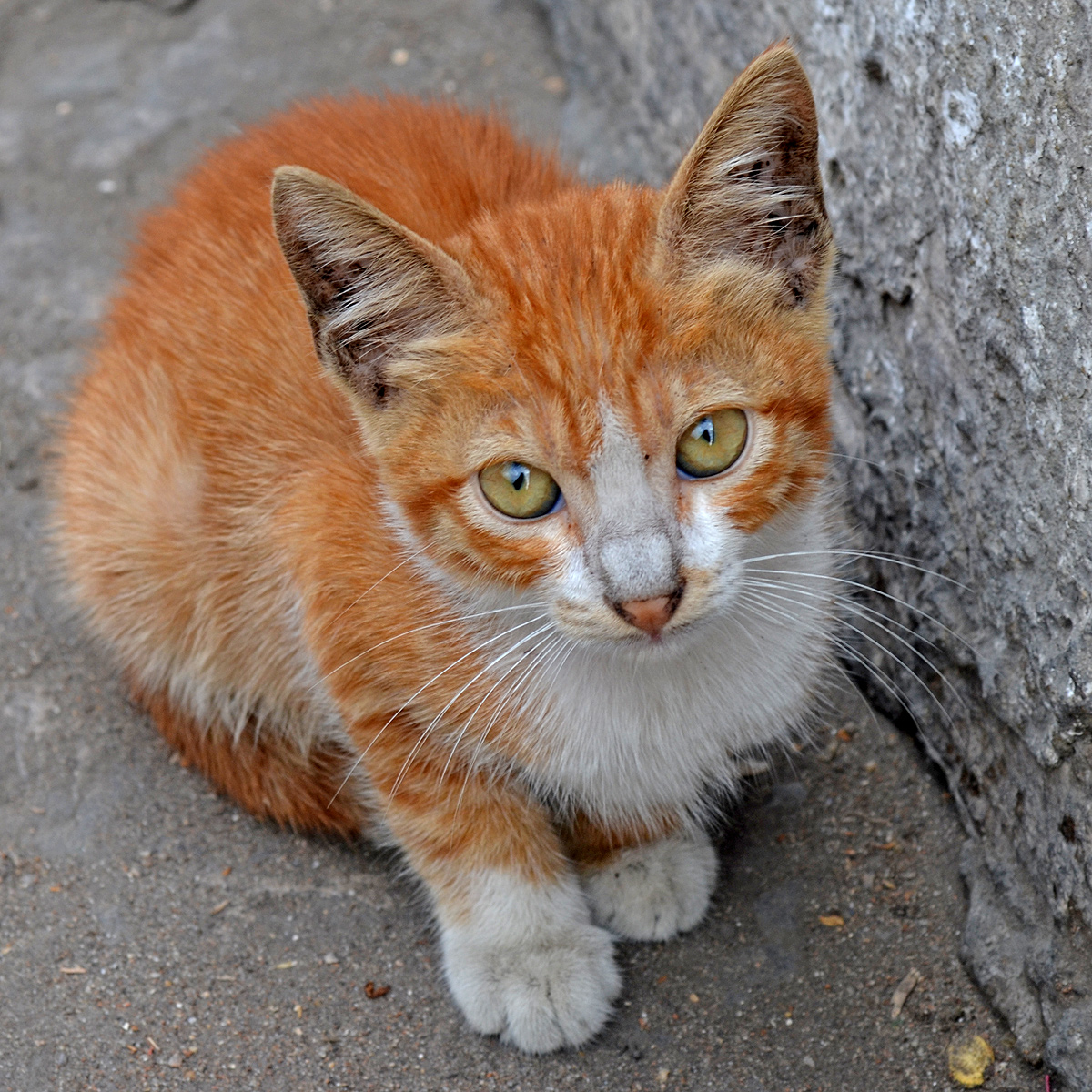 Have you seen my mum?