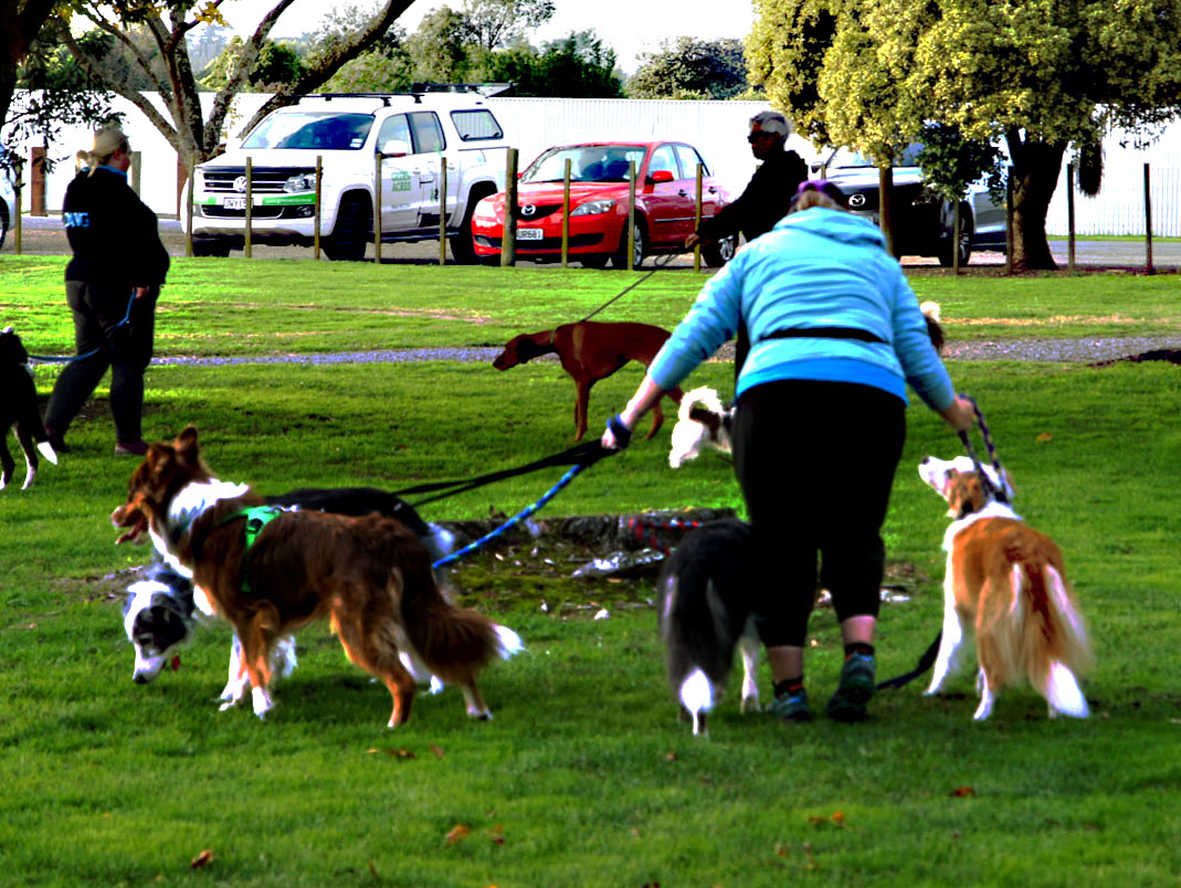 walking dogs , Keeps one fit 