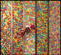 Candy