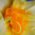 Flower Macro