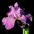 Purple Iris