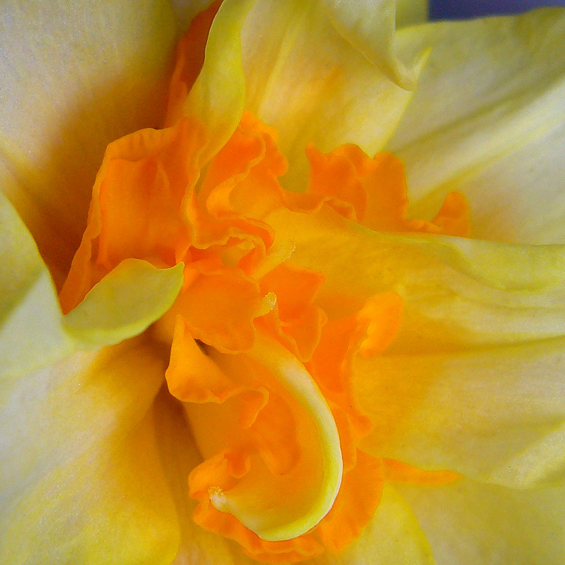 Flower Macro