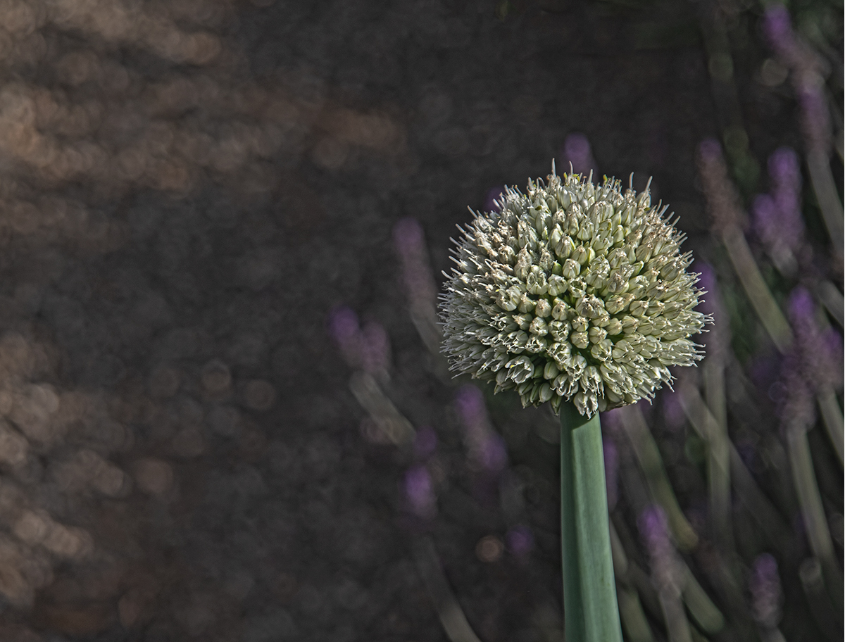 Onion and Lavender