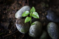 A New Life