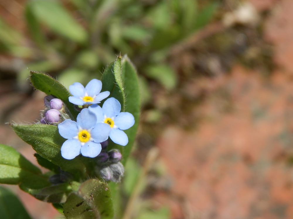 I plant wildflowers