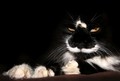 Dexter