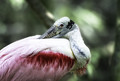 Yesssss, you rang  ~  Rosette Spoonbill