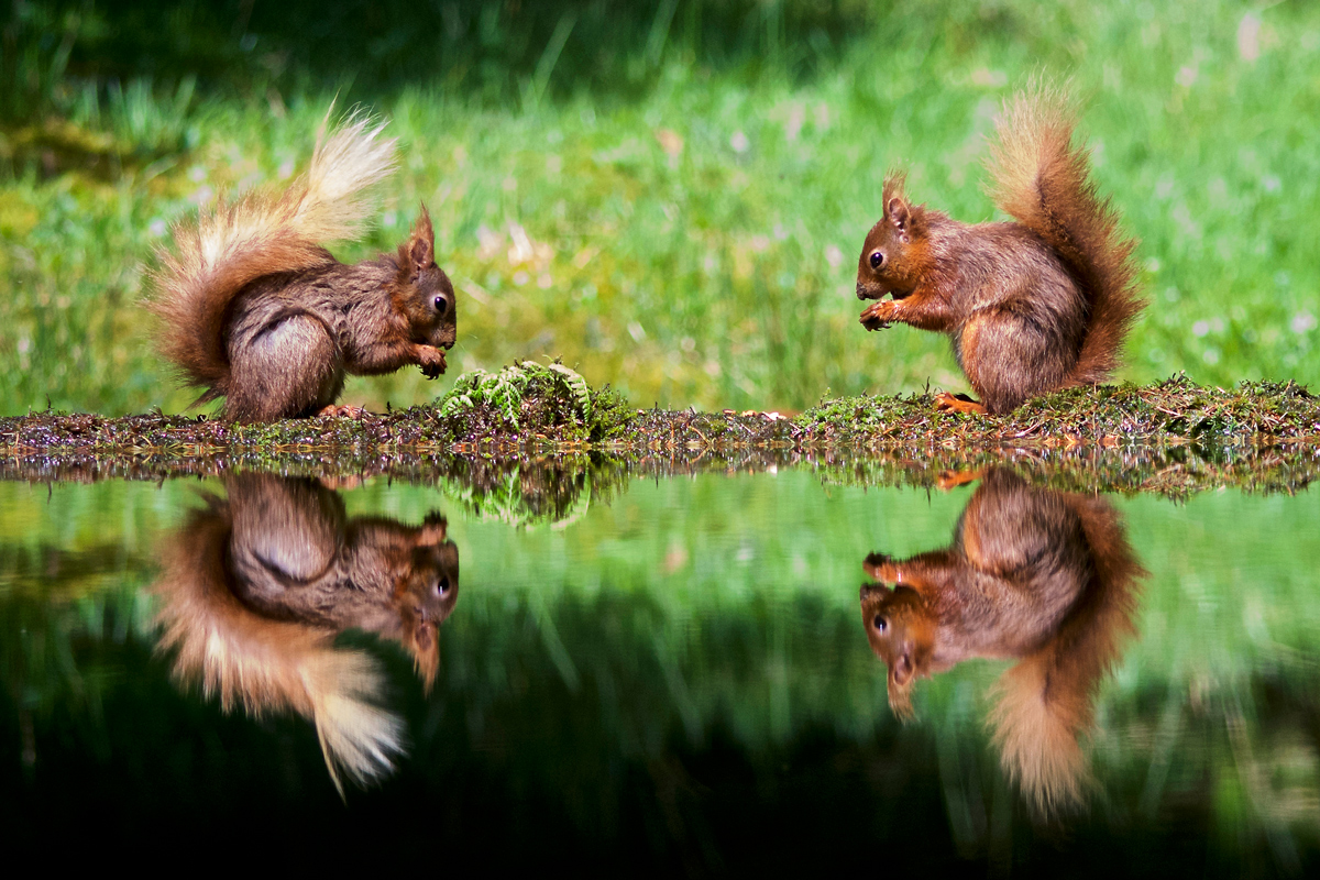 Squirrels Squared