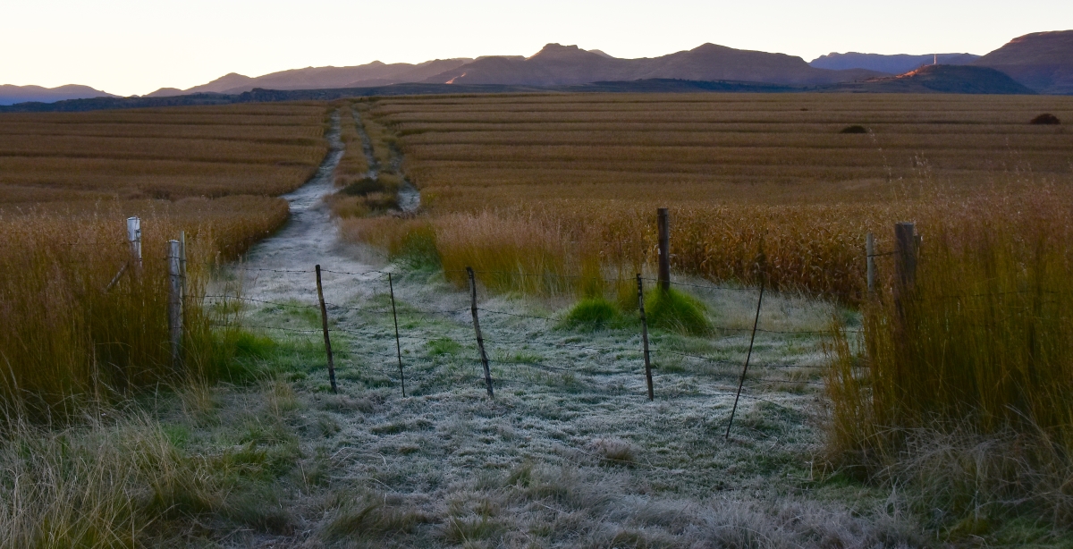 Frosty morning