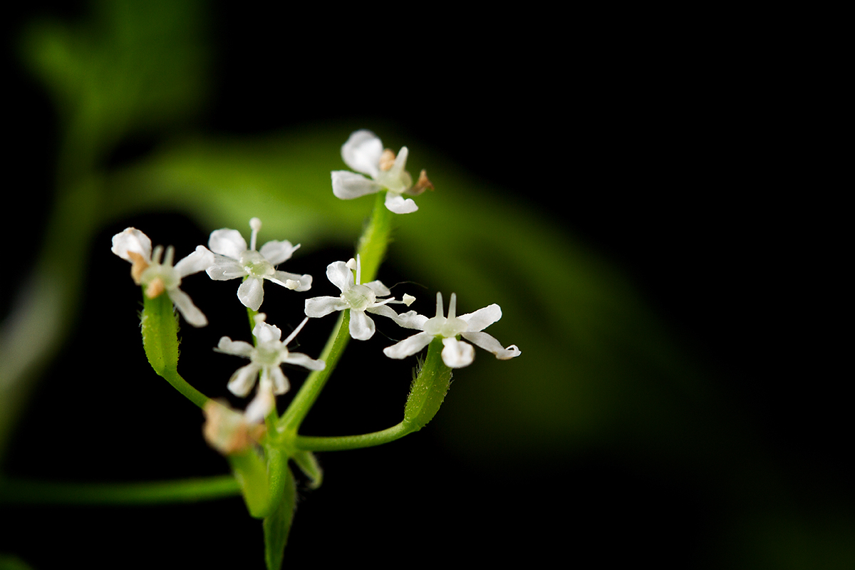 White flowers