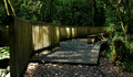 Sun Light on the Bridge in the Bush                  