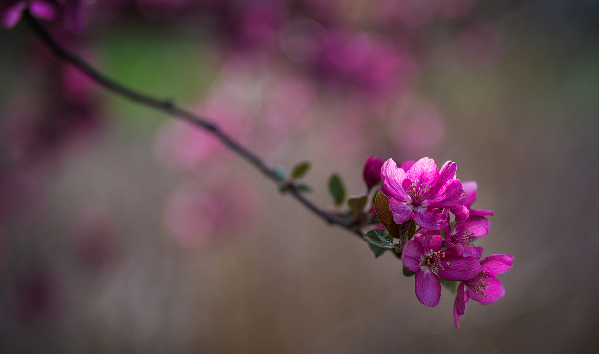 Crab apple blossoms