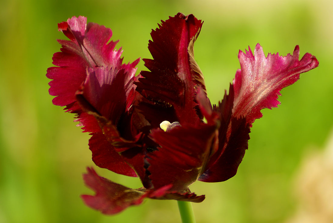 Purple Tulip