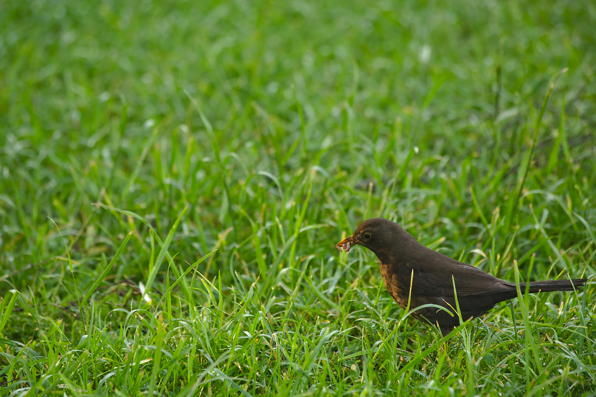 Blackbird with Earthworm