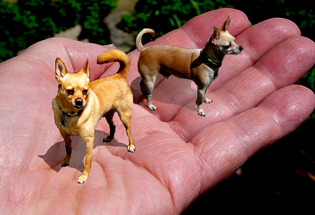 New breed of dogs - that fit in the palm of your hand