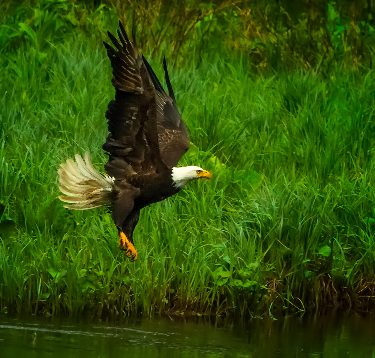 Bald Eagle Taking Flight