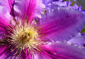 Pink Flower