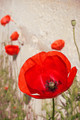 Red poppy flowers