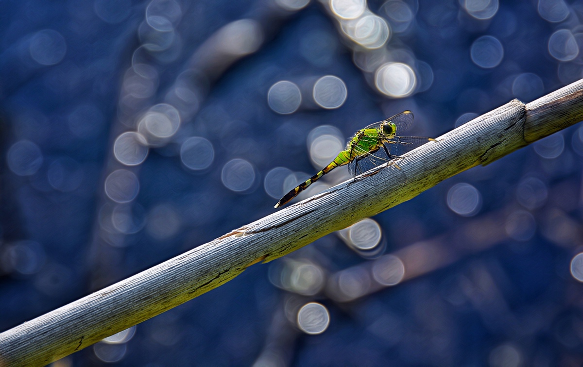 just hangin'