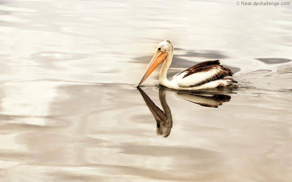 Pelican