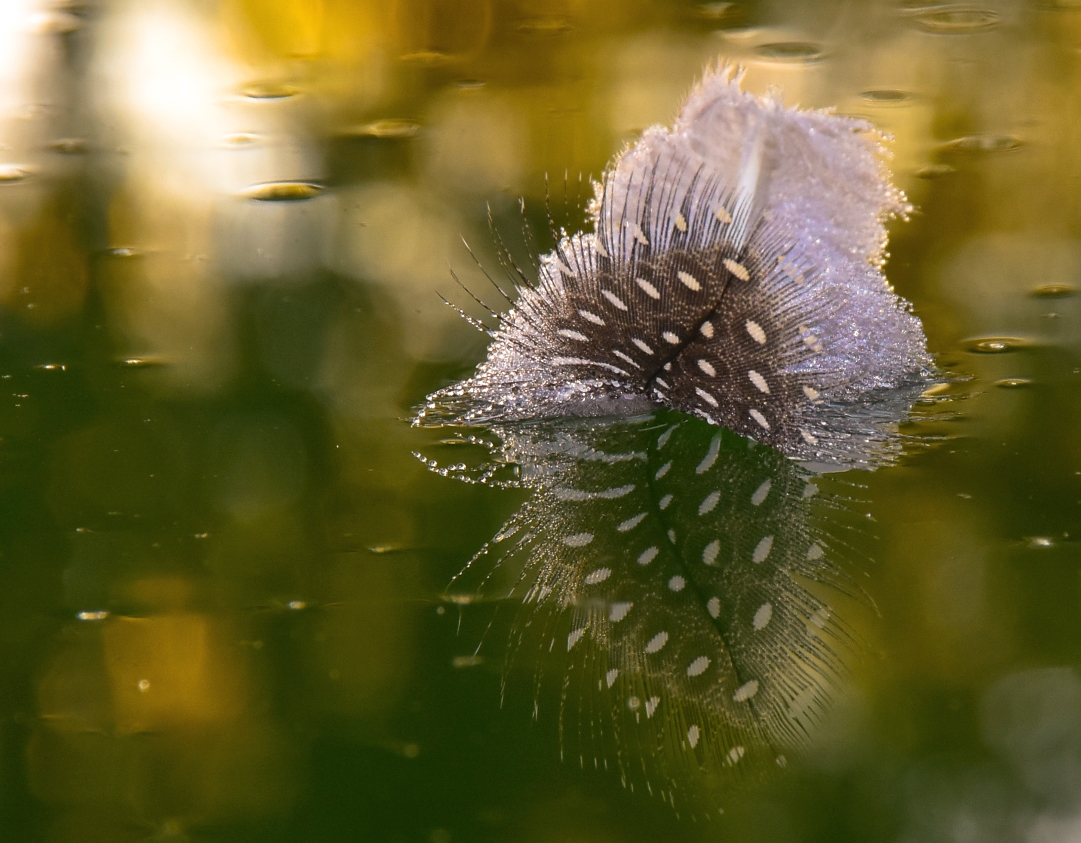 Guinea feather