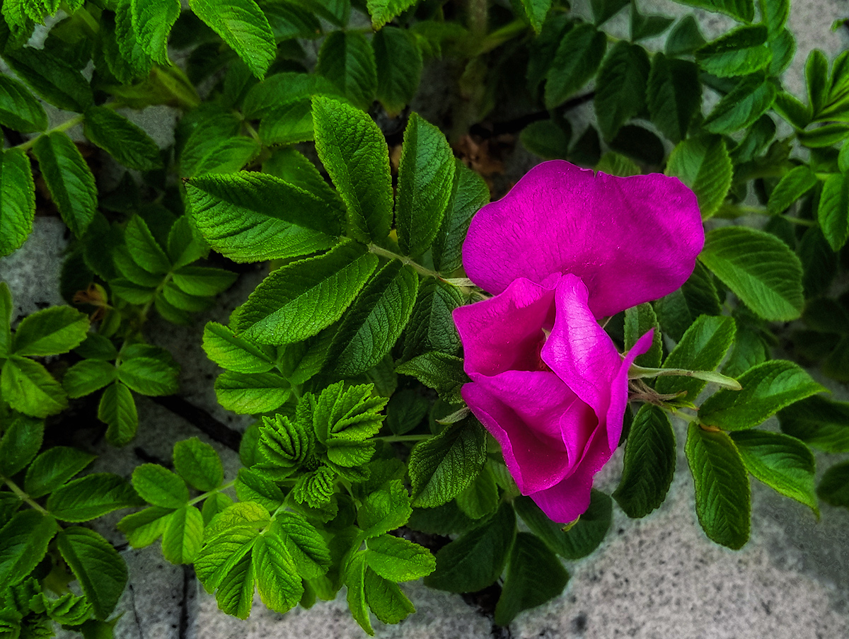 The Windblown Rose