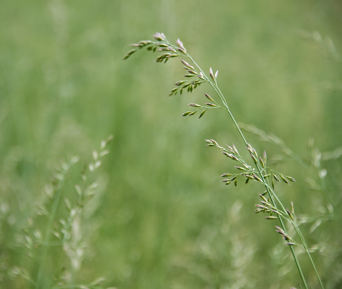 My, But Isn't That VERY TALL GRASS Beautiful?