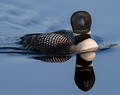 Loon Reflected