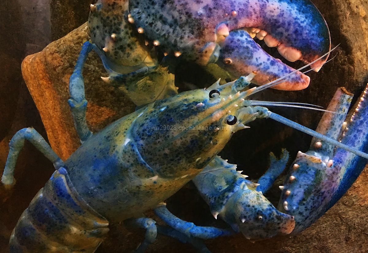 Blue Lobster