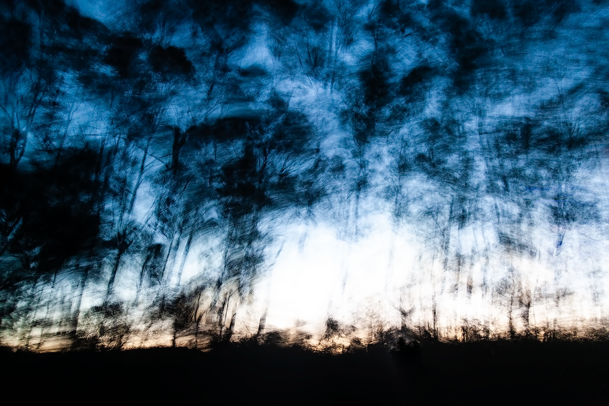 forest through the trees