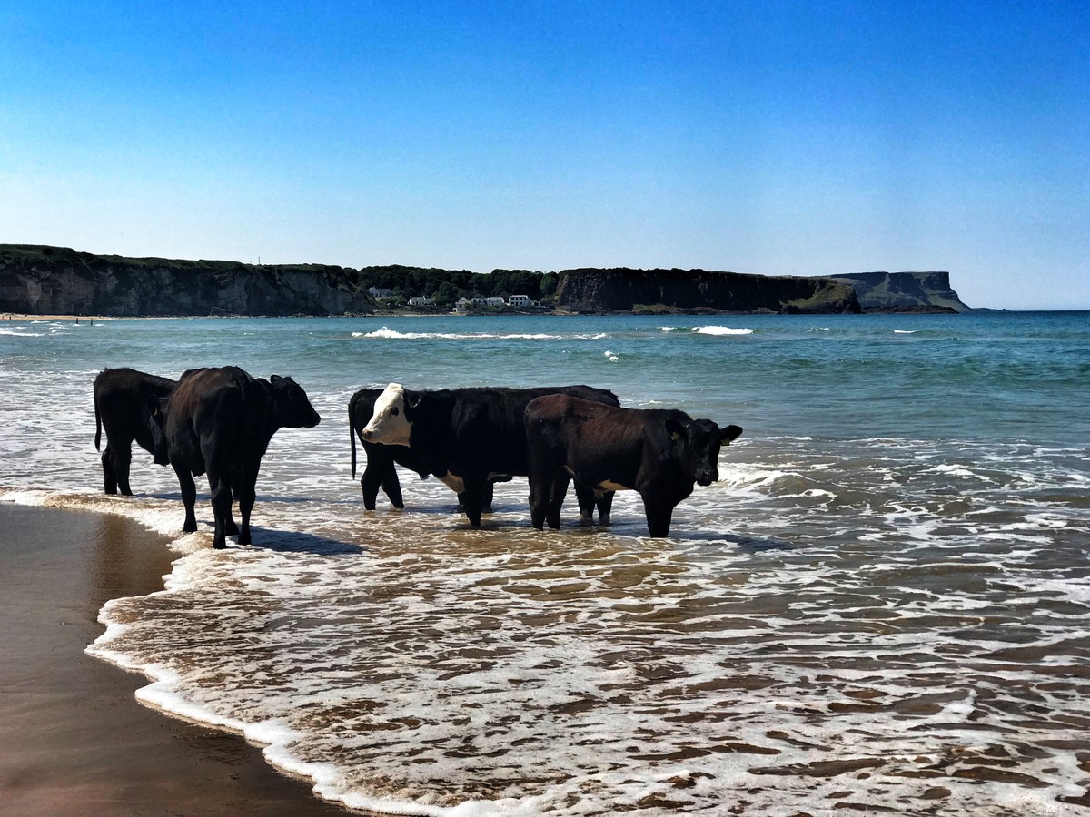 Sea cows