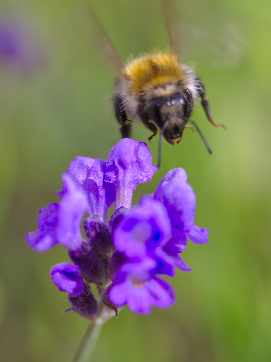 Lavender and Bee