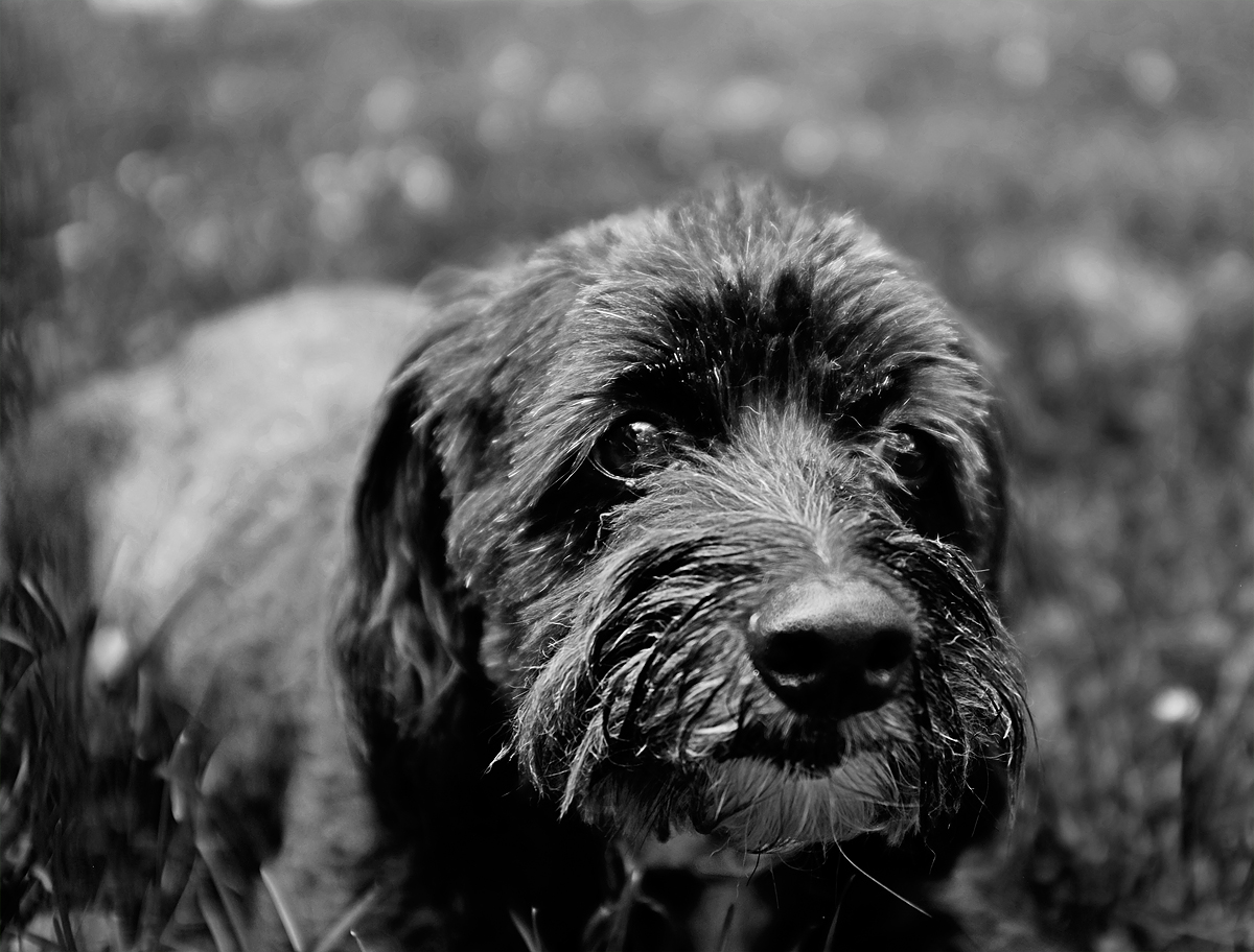 A Dog Will Get a Haircut