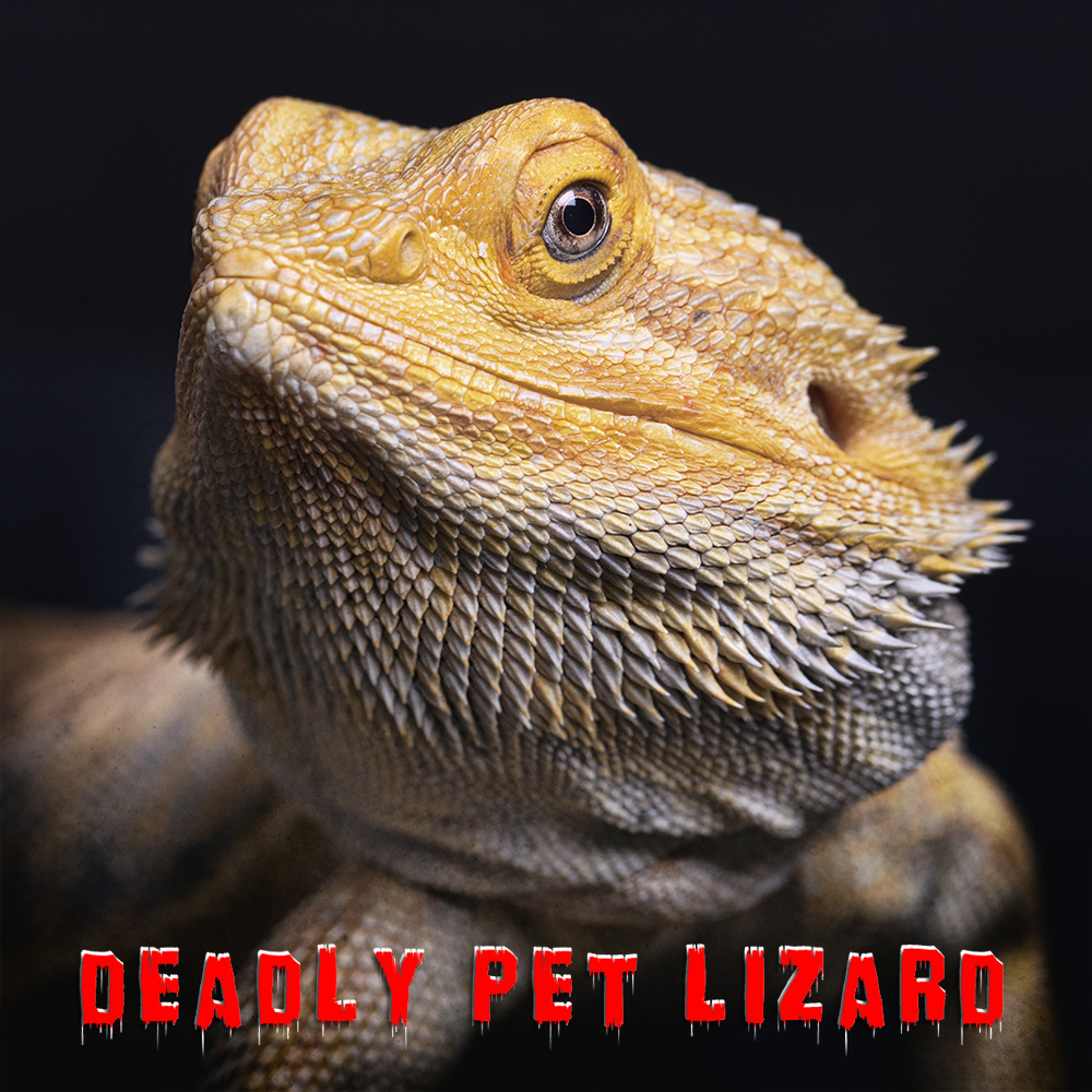 Deadly Pet Lizard