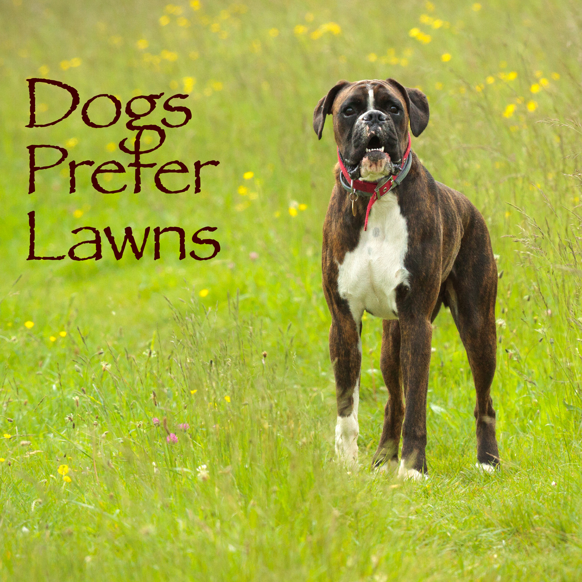 Dogs Prefer Lawns